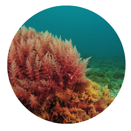 Alt image
